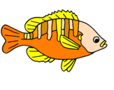 Desenho Peixe pintado por peixe laranja