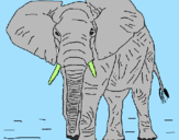 Desenho Elefante pintado por alvaro