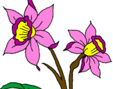 Desenho Orquídea pintado por Fabiana