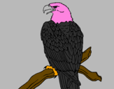 Desenho Águia num ramo pintado por JAVIER saez     4