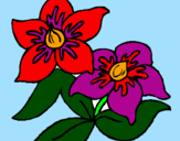Desenho Flores pintado por castanheira e bailarina