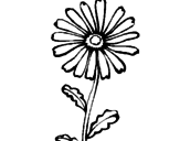 Desenho Flor de campo pintado por malmequer
