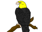 Desenho Águia num ramo pintado por brunao