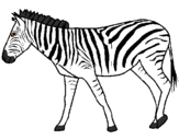 Desenho Zebra pintado por Toca de Meia
