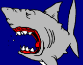 Desenho Tubarão pintado por kawa