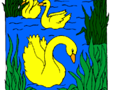 Desenho Cisnes pintado por kleuvison