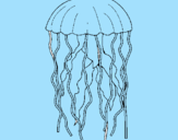 Desenho Medusa pintado por martim afonso