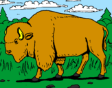 Desenho Búfalo pintado por bisonte da America