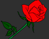 Desenho Rosa pintado por bandeira sol nascente