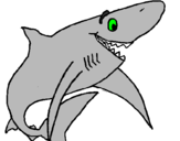 Desenho Tiburão alegre pintado por Tubarão