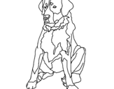 Desenho Labrador pintado por jjjjjjjjjjjjjjjjjjjjjjjjj