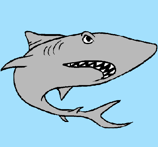 Desenho Tubarão pintado por millena