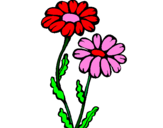 Desenho Margaridas pintado por flor linda