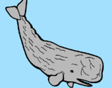 Desenho Baleia grande pintado por MATEUS                 