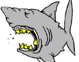 Desenho Tubarão pintado por ISAQUE