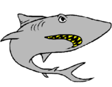 Desenho Tubarão pintado por caue