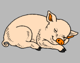 Desenho Porco a dormir pintado por Novinha 