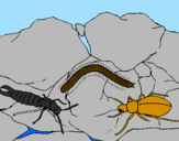Desenho Vários insectos pintado por mateus
