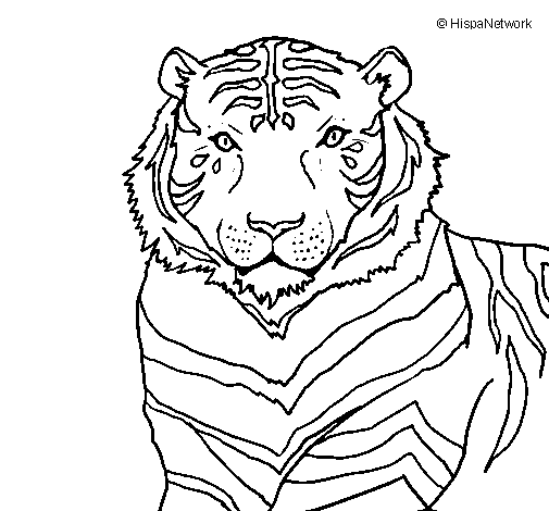 Desenho Tigre pintado por tigre