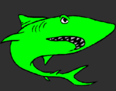 Desenho Tubarão pintado por kaic