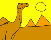 Desenho Camelo pintado por ROGERIO