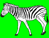 Desenho Zebra pintado por acleta corredor