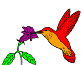 Desenho Colibri e uma flor pintado por beija flor