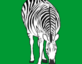 Desenho Zebra pintado por zebra comendo capimseiro