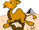 Desenho Camelo pintado por DINIS