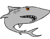 Desenho Tubarão pintado por jasmin
