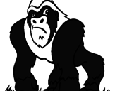 Desenho Gorila pintado por GABRIEL