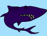 Desenho Tubarão pintado por henry