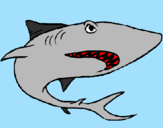 Desenho Tubarão pintado por gustavo