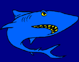 Desenho Tubarão pintado por joe