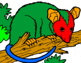 Desenho Ardilla possum pintado por ADELIO