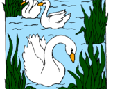 Desenho Cisnes pintado por cisnei branco