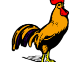 Desenho Galo galhardo pintado por galinha