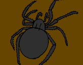 Desenho Aranha venenosa pintado por Gigio
