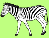 Desenho Zebra pintado por pimguis
