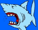 Desenho Tubarão pintado por pedro