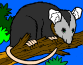 Desenho Ardilla possum pintado por ribas
