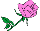Desenho Rosa pintado por Rute