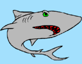 Desenho Tubarão pintado por vini