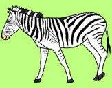 Desenho Zebra pintado por Laura