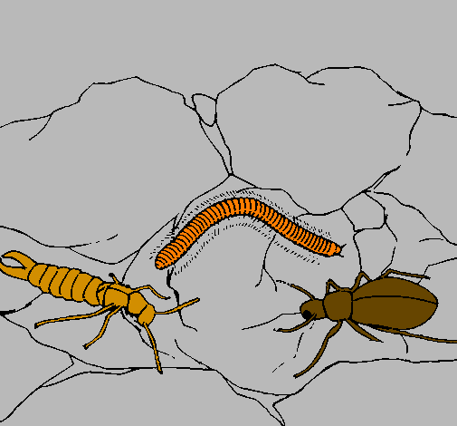 Desenho Vários insectos pintado por Anate
