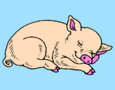 Desenho Porco a dormir pintado por João Victor 