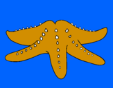 Desenho Estrela do mar pintado por TIMBÁ