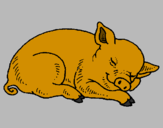 Desenho Porco a dormir pintado por papai45