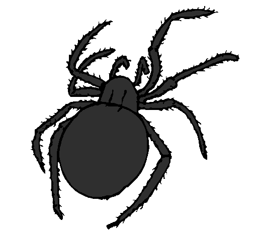 Desenho Aranha venenosa pintado por priscila