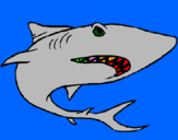 Desenho Tubarão pintado por tigre